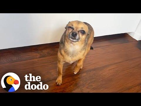 Chihuahua Fakes Injuries To Keep Mom Home #Video