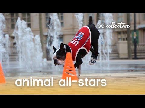 Animal All-Stars | The Pet Collective