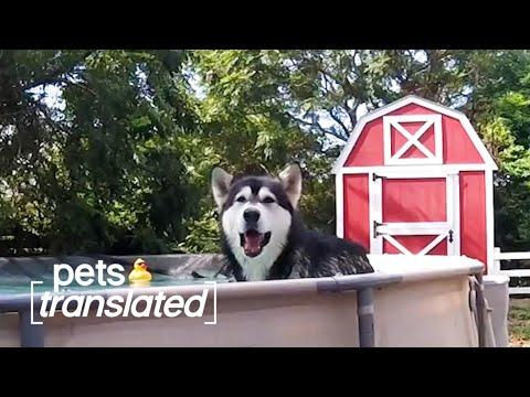 Missed Connections Video | Pets Translated