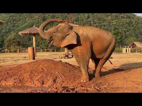 Peaceful Moments with Mae Mai - ElephantNews #Video