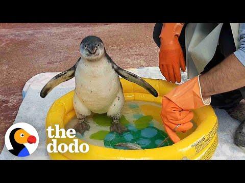 Watch This Guy Help A Baby Penguin Overcome Her Fear Of Water #Video