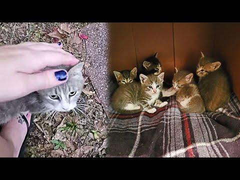 Stray Cat Leads The Woman Who Fed Her To Her Kittens