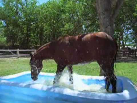 Duke The Horse Discovers A Cool Kiddie Pool!