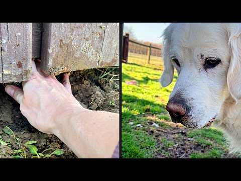 World's Worst Guard Dog | YOUR Daily Dose of Pets #Video