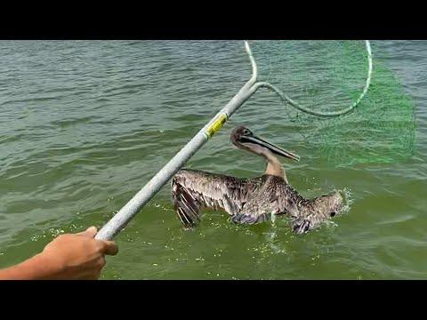 Guys On Vacation Try To Save A Pelican In The Middle Of The Ocean #Video