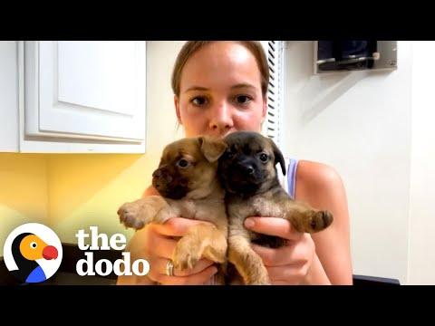 Puppies Can't Believe It When Their Real Mom Gets Fostered Too #Video