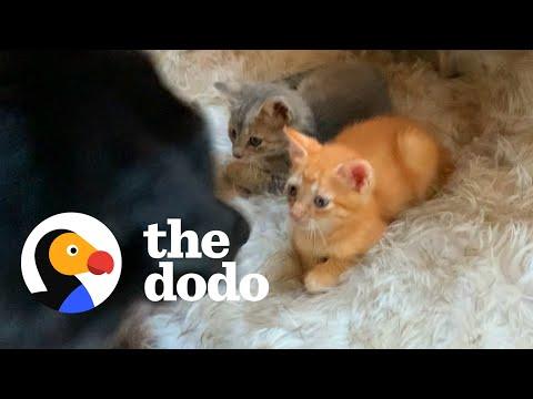 Sweet Dog Teaches The Other Pets How To Babysit The Foster Kittens #Video