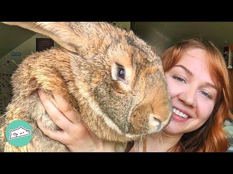 Girl Snatched Rabbit from Butcher and Raised Him Like Child #Video