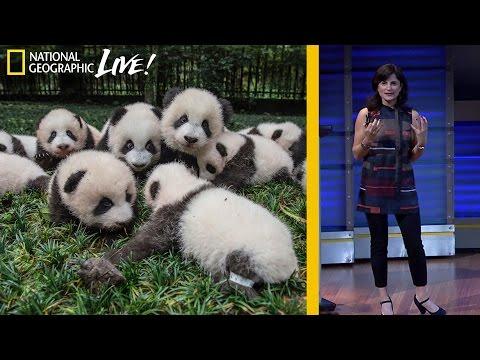 Photographing Pandas And Their Return To The Wild - Nat Geo Live