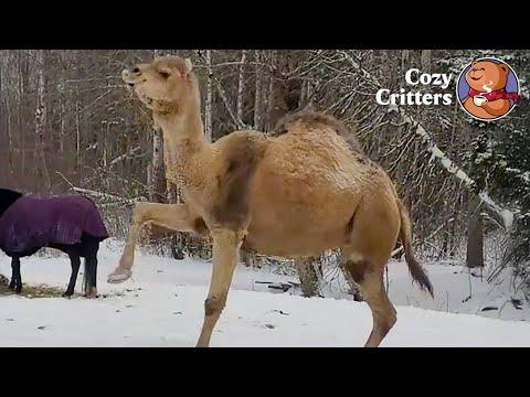 The Camel Who Discovered Snow and Started Dancing #Video