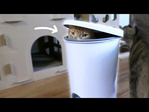 CAT LOGIC - If It Fits I Sits | Dumpster Kitty #Video
