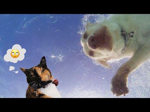Pool Party Animals | Judgy Cat #Video