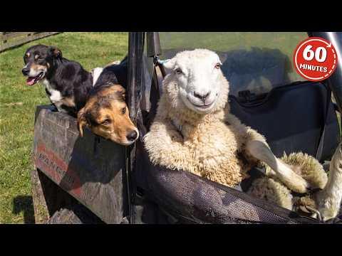 Animals Can't Stop Being HILARIOUS! #Video