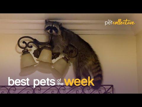 Caught In the Act | Best Pets of the Week #Video