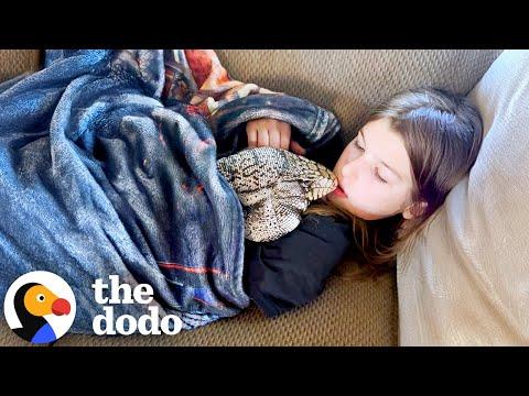 Lizard Who Acts Like A Dog Love To Cuddle With His Sister #Video