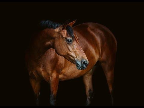 Thinking 'Bout You [Equestrian Music Video]