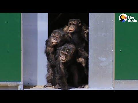 Chimps Tested On In Labs Can't Believe Their New Home | The Dodo
