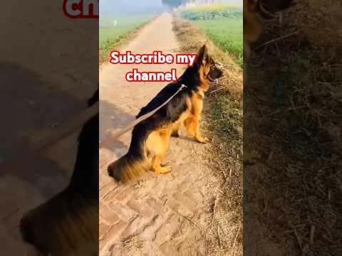 These weird dogs will have you rolling! Funny Dog Videos 2025 #Video