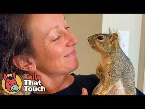 This Squirrel Brings Her Babies Back To The Woman Who Saved Her
