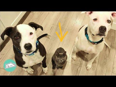 Pitbull Brothers Took Little Kitty on Adventures with Them. She Loved It #Video