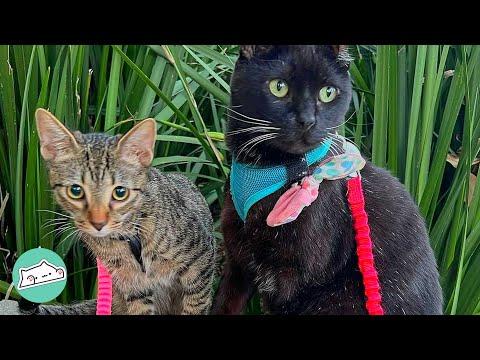 Go-Getter Rescue Cat Teaches Brother the Ways of the Walkies #Video