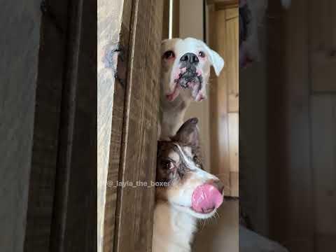 When Mom Bakes A Cake - Layla The Boxer #Video