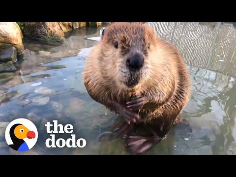 Rescue Beaver Steals His Mom’s Stuff To Build Dams #Video