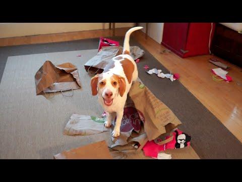 Dog Loves Paper Bags: Funny Dog Maymo