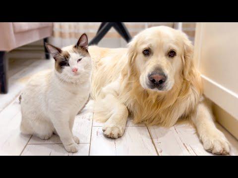 The Cat that never leaves the Golden Retriever #Video