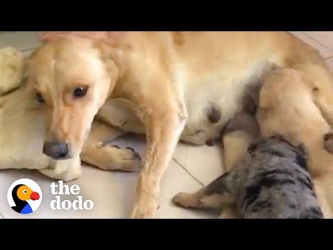 Dog Is The World's Bravest Mom #Video
