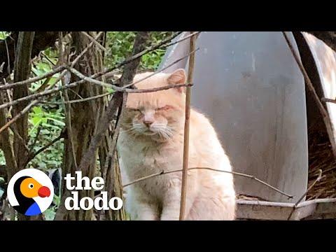 Stray Cat Left Behind When Family Moved Gets Rescued 6 Years Later #Video