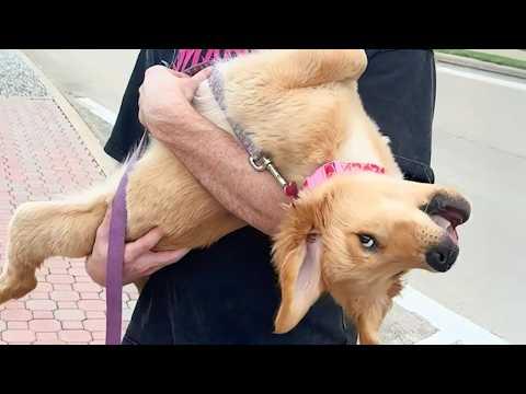 Nobody Warned Me Dogs Have Terrible Twos Too #Video
