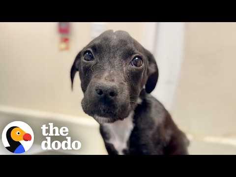 Puppy Mistaken For 9 Weeks Old Makes An Incredible Comeback #Video