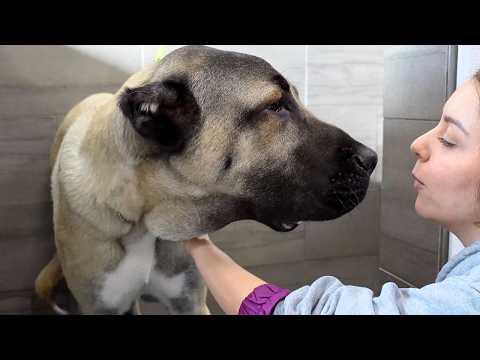 One of the worlds most GIGANTIC dog breeds | The incredible Turkish Boz Shepherd #Video