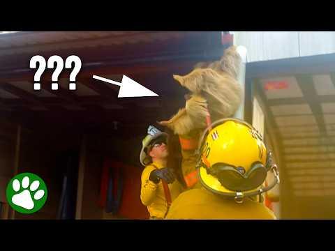 Firefighters rescue hairy creature from building #Video