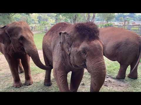 Elephant Acoustics! - ElephantNews #Video