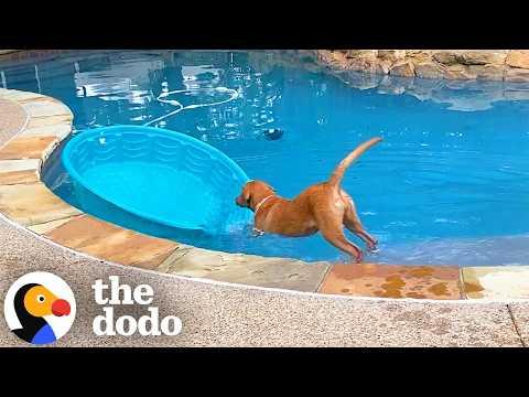 Labrador Can’t Stop Trying To Make Her Kiddie Pool Into A Boat #Video