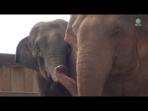 NamThip and Mintra: A Developing Bond - ElephantNews #Video