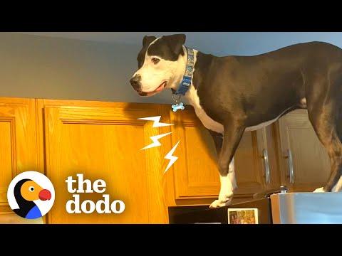 Dog Jumps On Counters Just Like Cat Siblings #Video