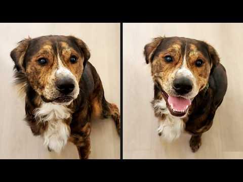 The Best Trained Good Boy | YOUR Daily Dose of Pets #Video