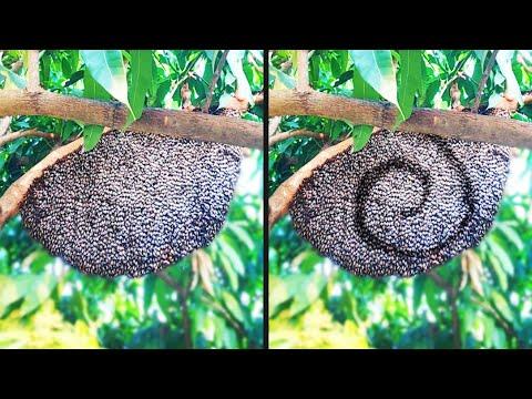 Bees Are Trying to Talk to Us #Video