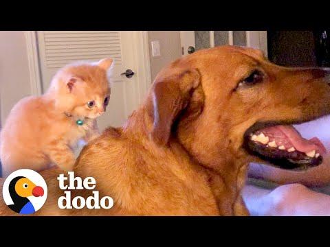 Dog Adopts A Kitten And Teaches Him How To Love #Video