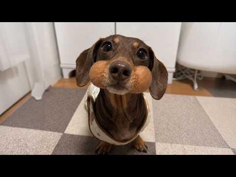 Funniest Dogs Being Absolutely Hilarious! #Video