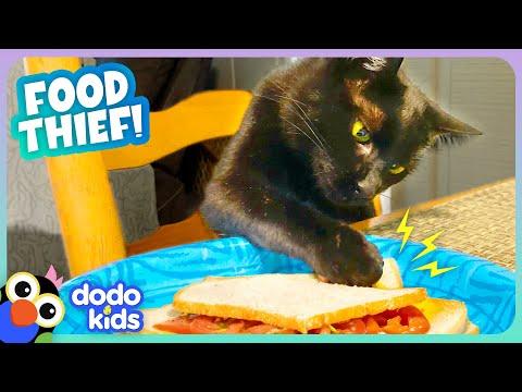 Someone Stop This Cat From Eating EVERYTHING! | Dodo Kids #Video