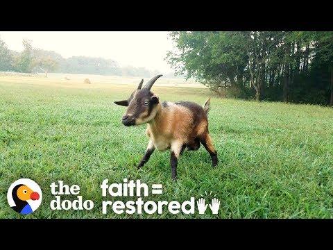 Goat Who Couldn't Walk Teaches Herself To Run | The Dodo Faith=Restored