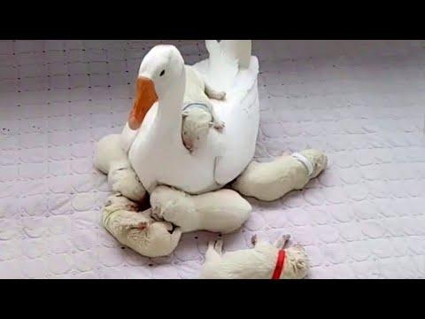 Gentle Goose Preciously Watches Over Newborn Puppies Video