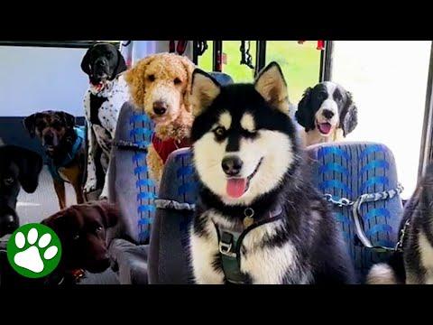 Bark & Ride: Tails of the Doggie Bus #Video