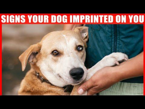15 Signs Your Dog Considers You Its Mother #Video