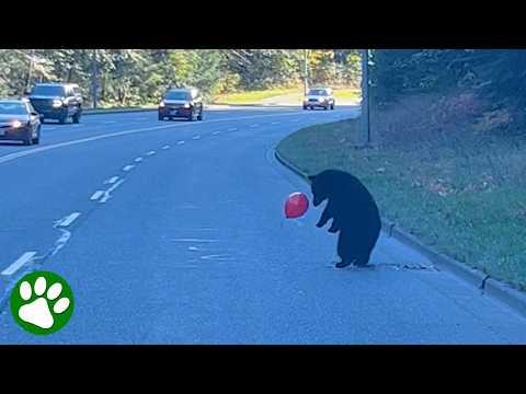 Baby Bear Getrs Distracted By Red Balloon #Video