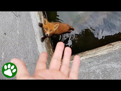 Fox pup asks for help #Video